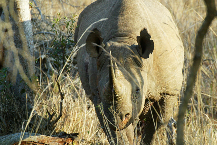 Black Rhino Envounter
