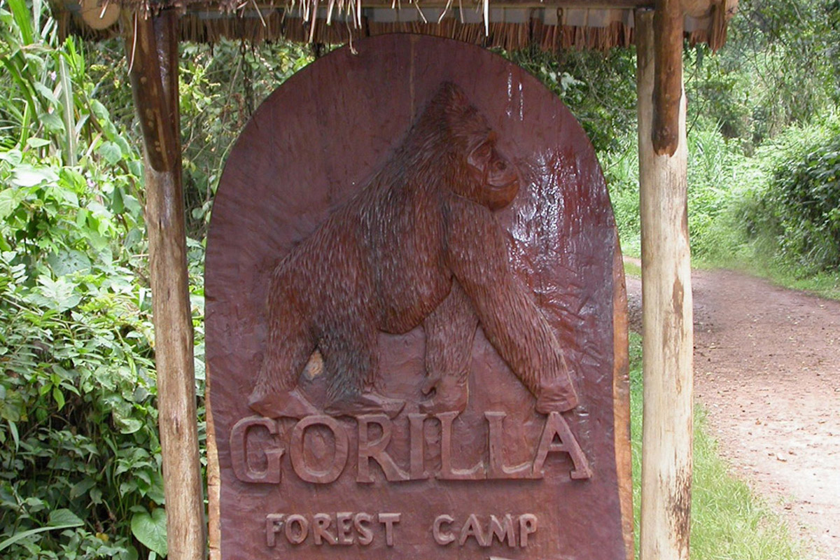 Mountain Gorillas