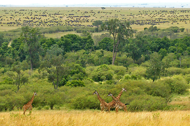 Masia Mara