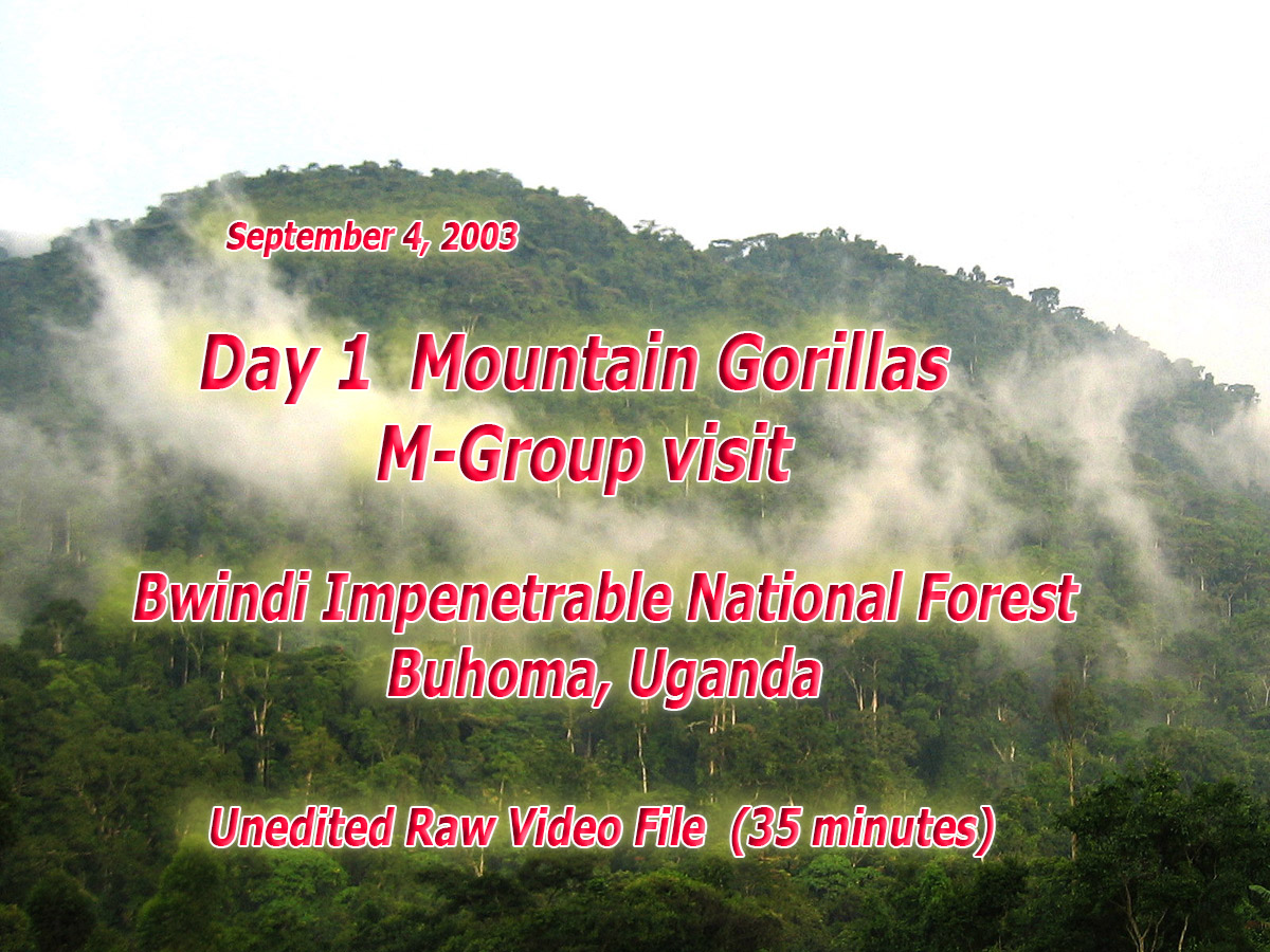 Mountain Gorillas