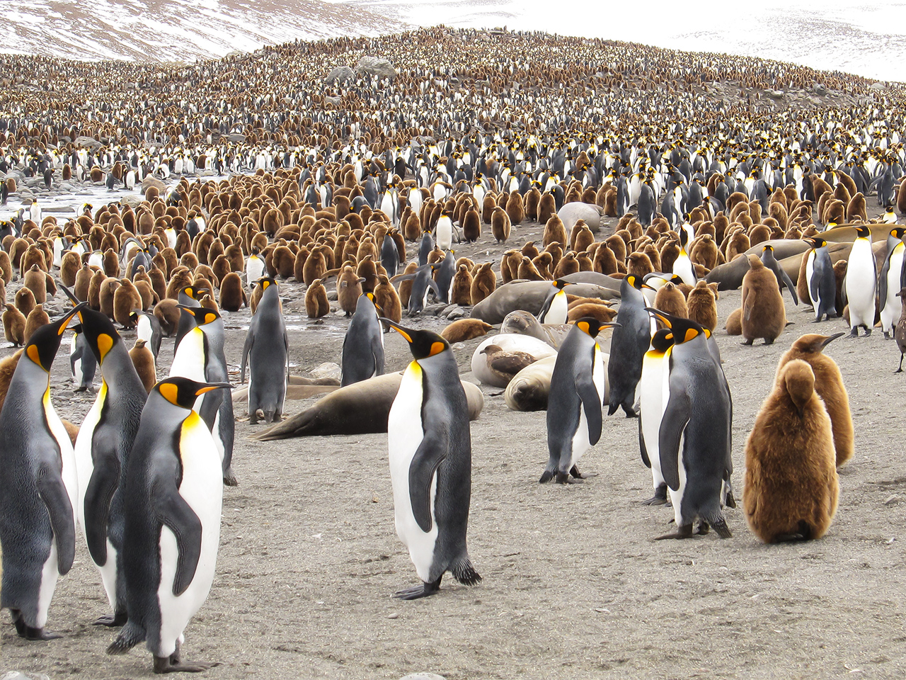 King Penguins St Andrews Bay ~ 2018